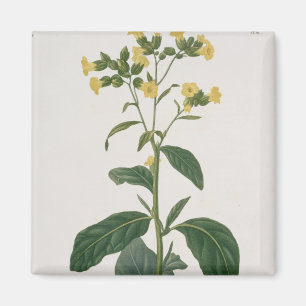 Imã Nicotiana de "Phytographie Medicale" por Joseph R