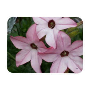 Ímã Nicotinia Star Flowers