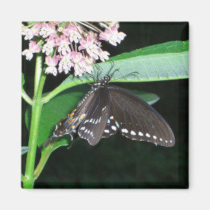 Imã Night Butterfly Black Swallowtail at Shenandoah