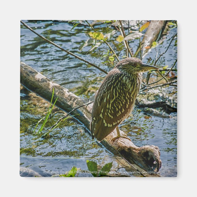 Imã Night Heron jv (Frente)