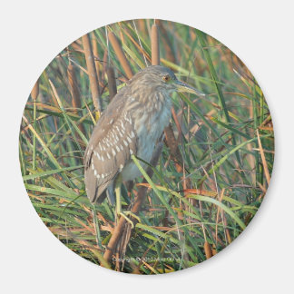 Imã Night Heron Magnet