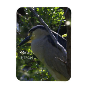 Ímã Night Heron Photo Magnet