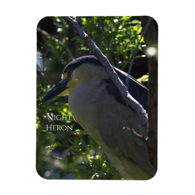 Ímã Night Heron Photo Magnet (Vertical)
