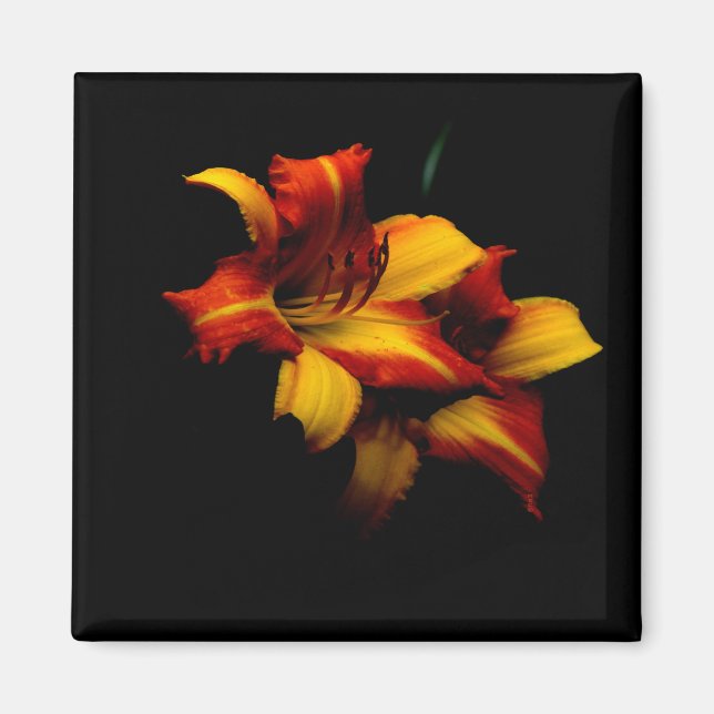 Imã Night Lily... (Frente)