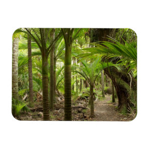 Ímã Nikau Palms, Heaphy Track, perto de Karamea,
