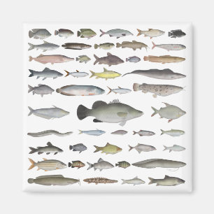 Imã Nile River Basin Fish Group