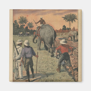 Imã No francês Congo, o elefante treinou a ploughing