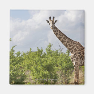 Imã No safari em Tanzânia, África. 2