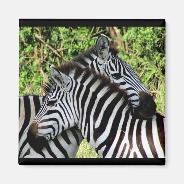 Imã nódulos de zebra (Frente)