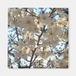 Imã Noite de Cherry Blossoms I Primavera Floral