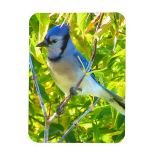 Ímã Norte Blue Jay Early Autumn Quebec Canadá