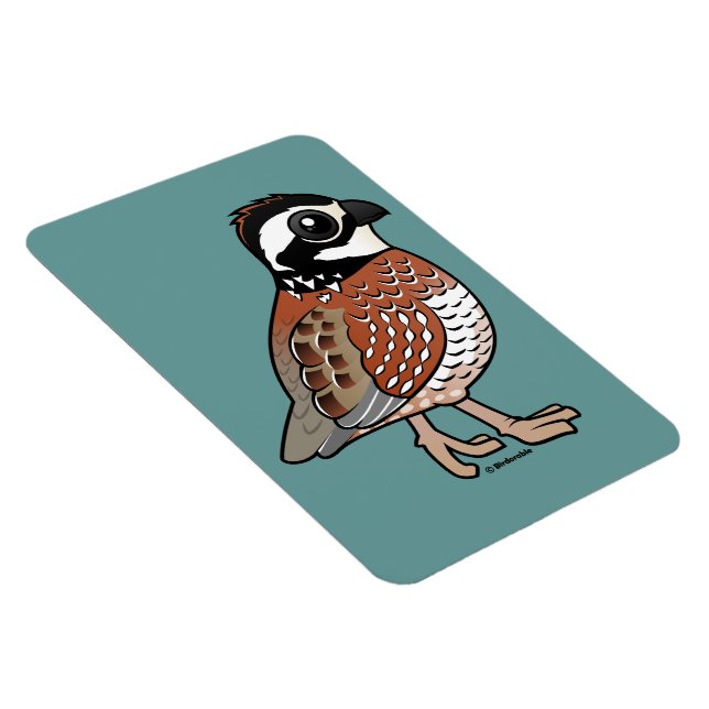 Ímã Norte Bobwhite (Lado Direito)