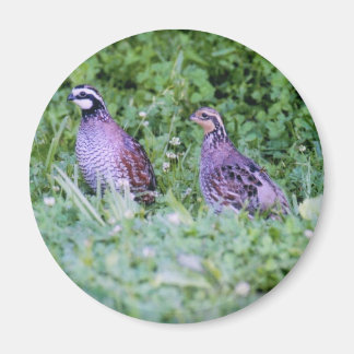 Imã Norte Bobwhite Quail