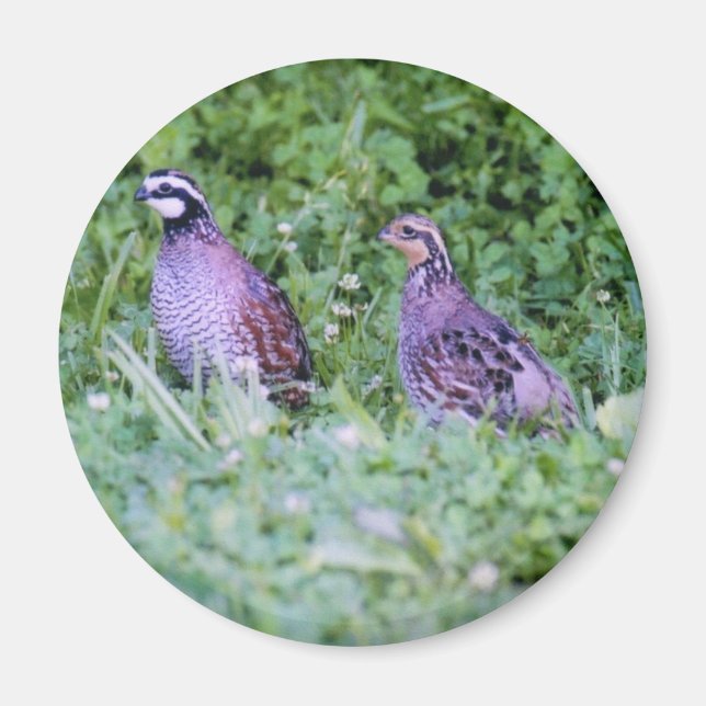 Imã Norte Bobwhite Quail (Frente)