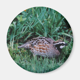 Imã Norte Bobwhite Quail