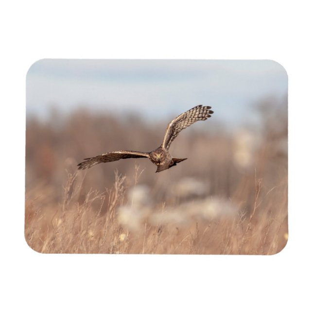 Ímã Norte Harrier (Horizontal)
