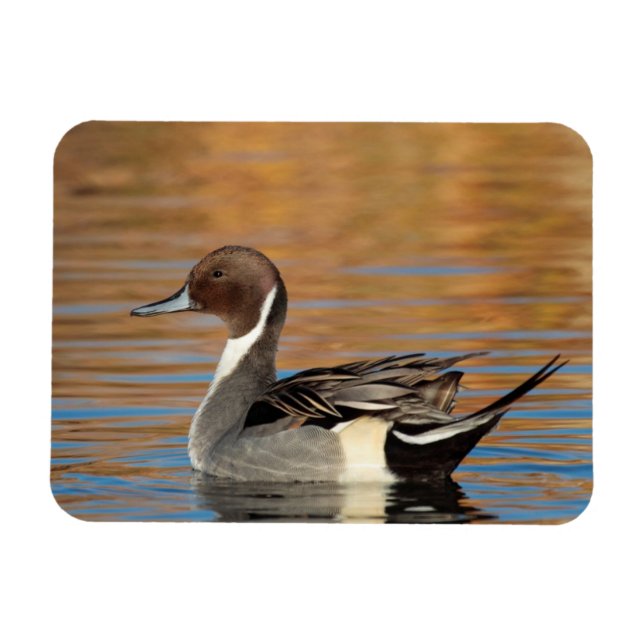 Ímã Norte masculino Pintail (Horizontal)