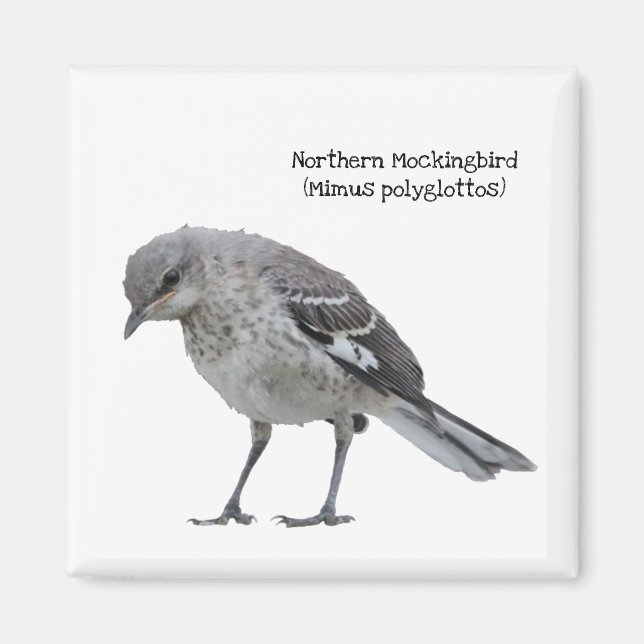 Imã Norte Mockingbird (Frente)