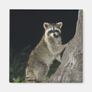 Imã Norte Raccoon, Pernilongo, adulto na árvore