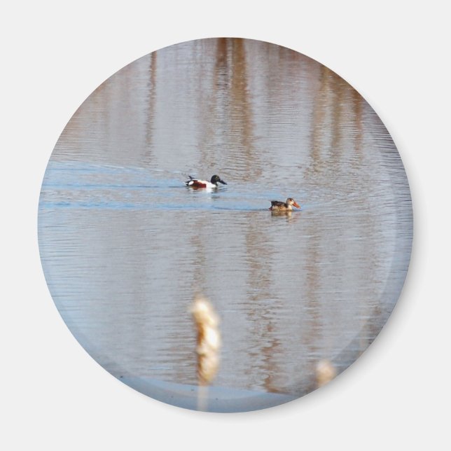 Imã Norte Shoveler (Frente)