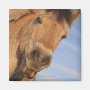 Imã Northumberland, Inglaterra 2