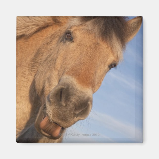 Imã Northumberland, Inglaterra 2 (Frente)