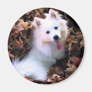 Imã Nosso cão Wiess que eu fotografei!