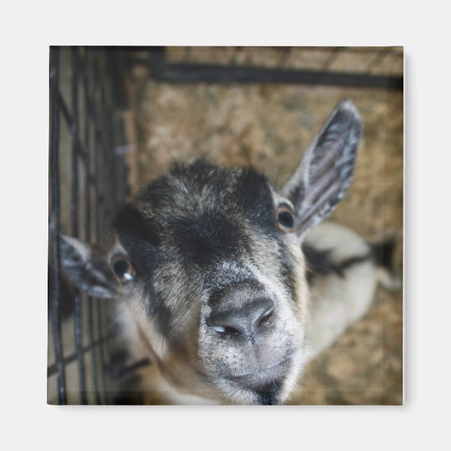 Imã Nosy Goat Olhando (Frente)