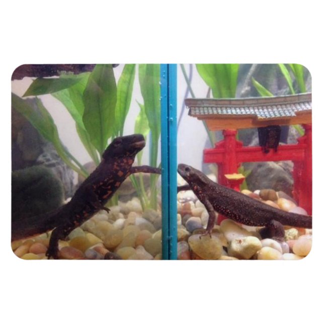 Ímã Notícias a Alcançar o Magnet (Horizontal)