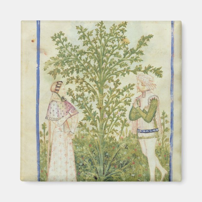 Imã Nouv Acq Lat Celery, de Tacuinum Sanitatis (Frente)