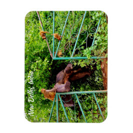 Ímã Nova Deli, Índia