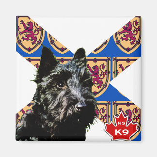 Imã Nova Escócia Terrier
