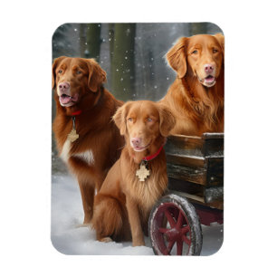 Ímã Nova Scotia Duck Toller Retriever Trenó Nevado