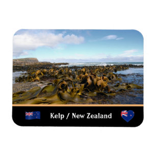 Ímã Nova Zelândia, costa de Kelp - Baía de Curio /Th