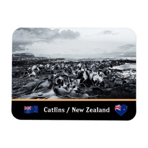 Ímã Nova Zelândia, costa de Kelp - Baía de Curio /Th