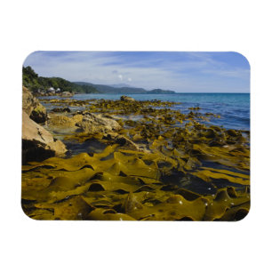 Ímã Nova Zelândia, Southland, Ilha Stewart. Kelp