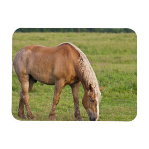 Ímã Novo Brunswick, Canadá. Cavalo no campo.