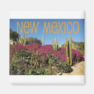 Imã Novo México