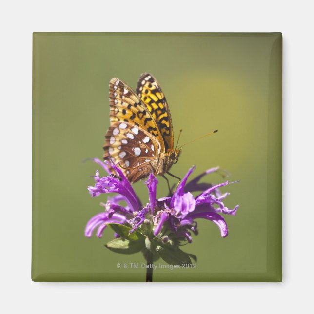 Imã novo méxico, estados unidos da américa (Frente)