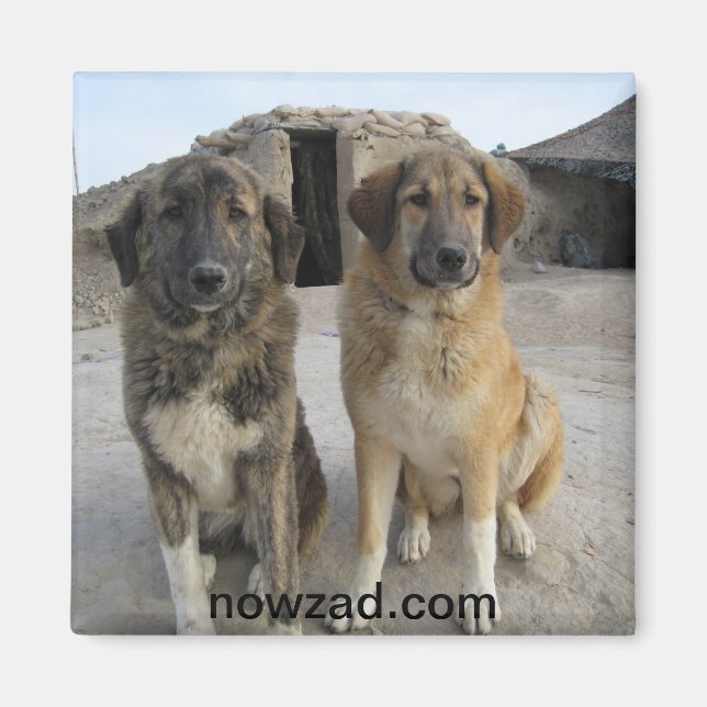 Imã Nowzad Dogs Magnet (Frente)