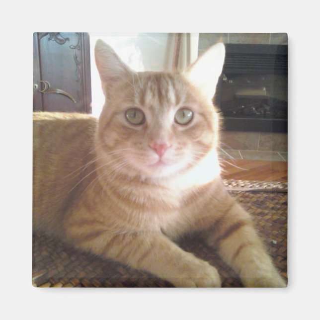 Imã Nubby o gato (Frente)