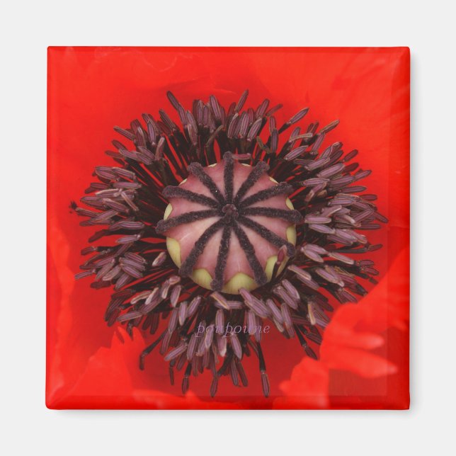 Imã núcleo velvet (Frente)