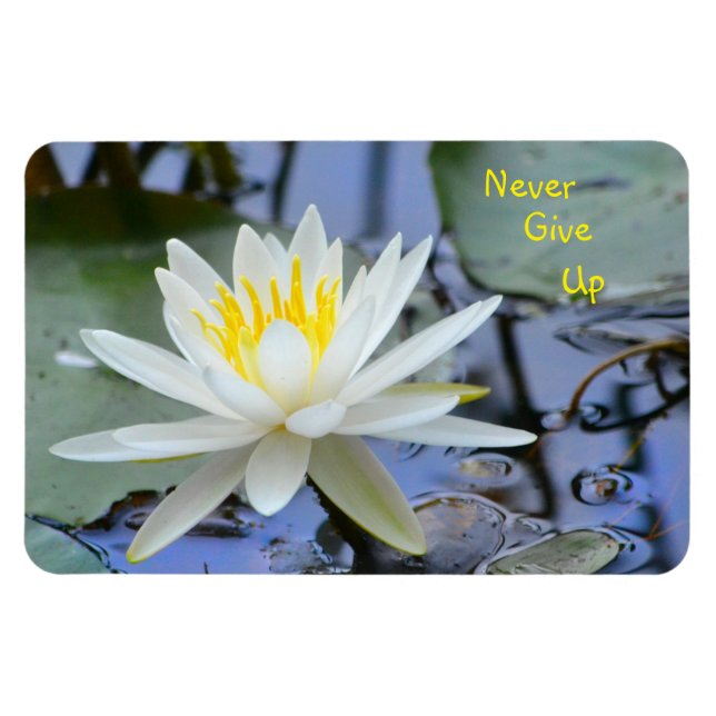 Ímã Nunca Desista De Água Lily (Horizontal)