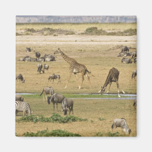 Imã Ñus, Zebras e Girafas