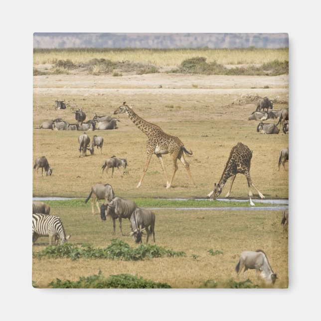 Imã Ñus, Zebras e Girafas (Frente)
