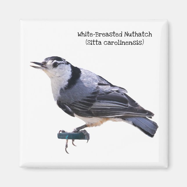 Imã Nuthatch de Brecha Branca (Frente)