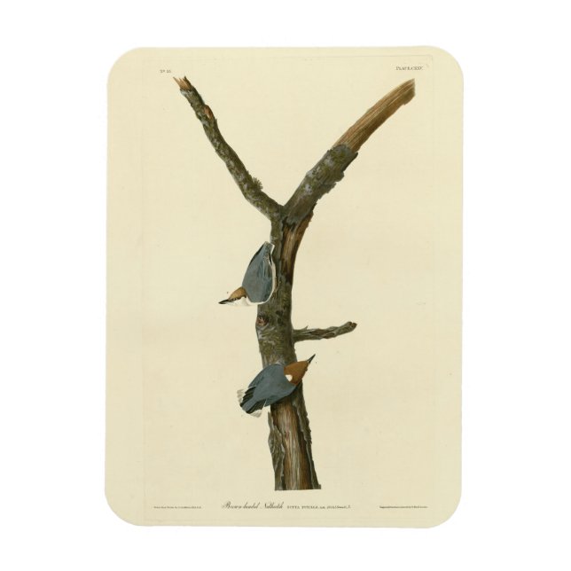Ímã Nuthatch de cabeça castanha - Aves da América de A (Vertical)