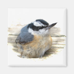 Imã Nuthatch de peito vermelho
