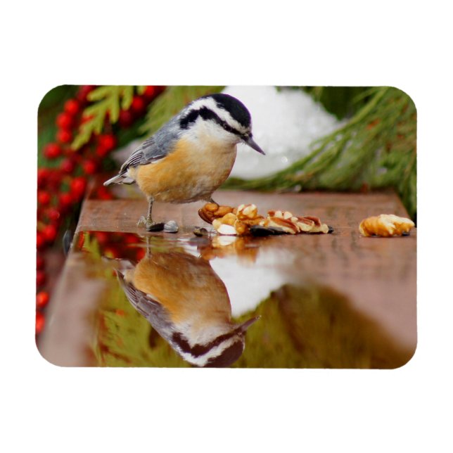 Ímã Nuthatch de peito vermelho (Horizontal)