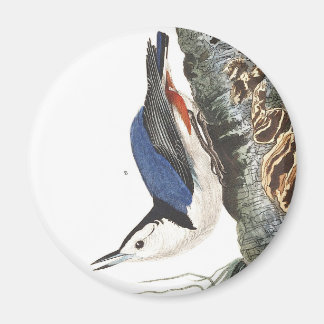 Imã Nuthatch de resma branco de acúmulo-branco (com ta